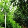 四川：大熊貓國家公園將實行差別化用途管制